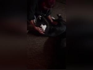 Home Video: Dog fucks with Mrs