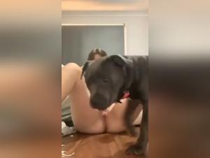 Crossing Boundaries: Animals and Humans