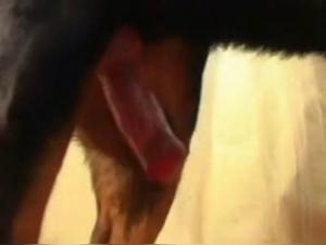 la Infirmière Enchaînée : Baise Animale Extravagante