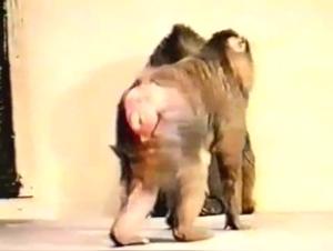 The Ethical Line: Zoos Adultery in Porn