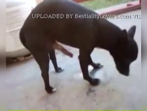 Doggy Bestial Porn - Woman Screaming