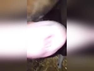 Ponycum - A bestial and intense encounter