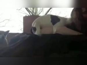 Doggy Deepthroating Frenzy: Bitch Gone Wild