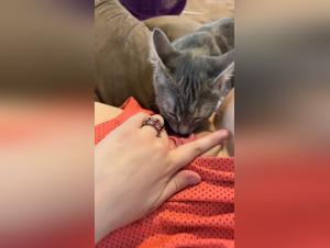 A Dog-Fucking Old Man Gets Fucks by His Dog and Her Mother on TikTok