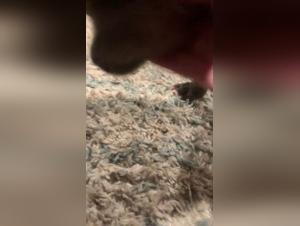 Foreplay with a dog: an unforgettable bestial experience