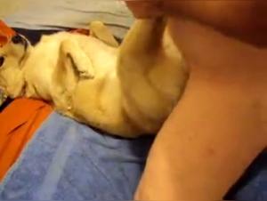 The Bestiality Story of a Woman and Her Canine Lover: Extreme Hardcore Sex