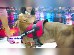 Martina Dog Sex: Extreme Videos