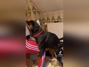 Salope Baise Chien TikTok Rottie Intense