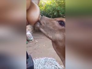 meeting woman cow