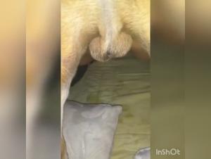 Amateur Dog Sex Video