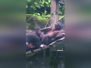 Monkey and woman in a hard sex scene