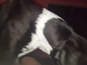 Experience intense passion with a sexy dog lover