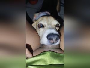 perrita lesbiana, sexo animal intenso