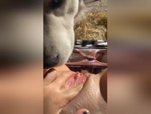 La perrita que chupe al perro