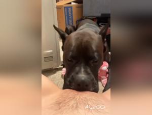 Video XXX: Girl Has Sex with Dog