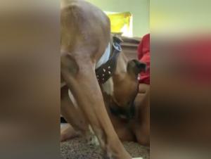 Woman and Dog: An Intimate and Bestial Relationship