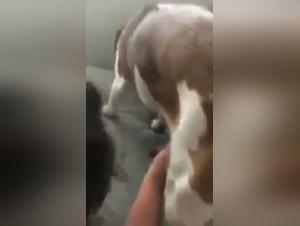 Bestiality sex video: a woman and a dog