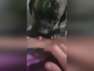 Bestiality sex video: a dog licks the intimacy of his mistress