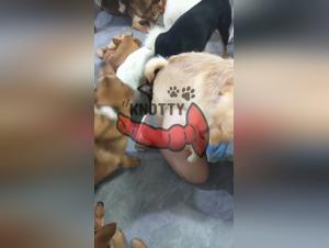 Zoo Porn: The Secret Life of a Dog Lover (Part 1)