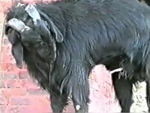 Wild Encounter: A Forbidden Love Story