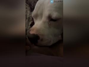 Chatte léchée par chien