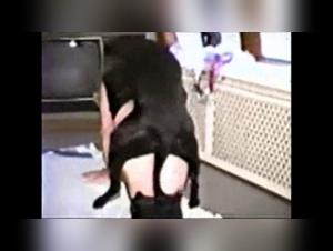 Dog Sex Video - Hard Bestiality