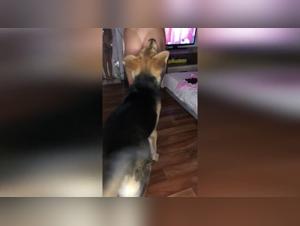 Bestial encounter: a woman and a dog in a zoophilia video