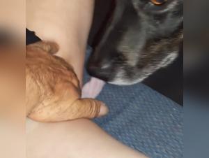 Woman Dog Sex Extreme