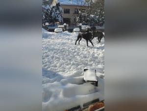 Unexpected moments of complicity in the snow