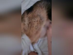 Woman and dog: a forbidden relationship