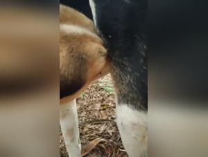 folie zoophilique : sexe vidéo hardcore