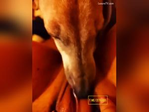 Perro lame a una puta grande