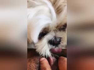 Dog Sex Video: A Forbidden Experience