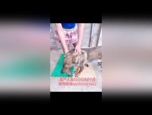 Animal Sex on Onlyzoo: Top Videos for Dogsex Lovers