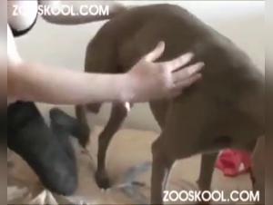 Anna - Alyzoo: Scoperta Ferale, Sua Pute Suce il Cane