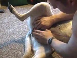 Bestial Encounter: Man and Dog