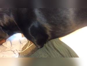 Blue haired girl in shocking bestiality video