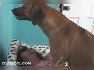 StrayX and Her Dog's Intense Bestiality Scene