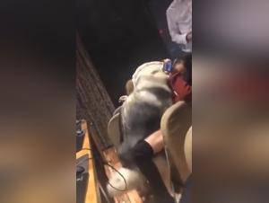 Asian woman and her dog: a zoophilia video not to be missed