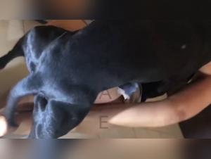 Bestiality Sex Videos