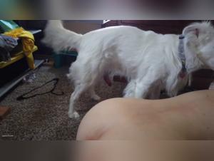 artofzoo tickzoo dog mates my girlfriend