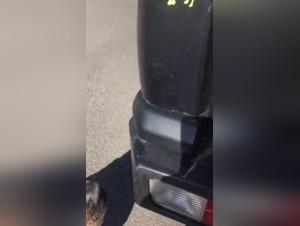 A story of love and forbidden desire: a woman and her dog