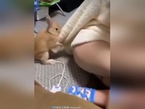 Tiersex Descontrolado: Coneja Bañada por Perros Salvajes