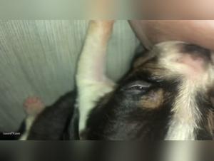 Bestiality Sex Experience With A Hungry Dog