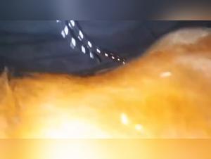 woman and beastie gals