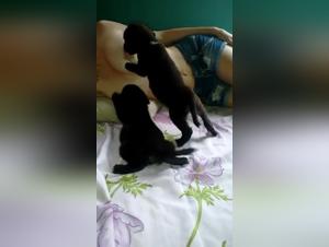 Forbidden Frontiers: Animal Abuse Exposed