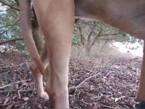 Spanish Girl - Baise Chien 04