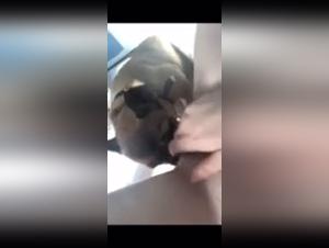 French Bulldog licks his mistress in bed