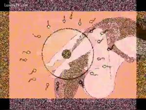 Bestiality erotic animation: a woman and a dog