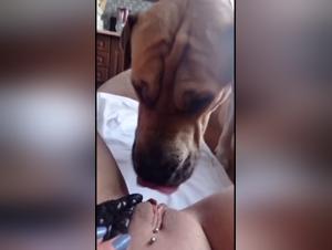 Dog sex video